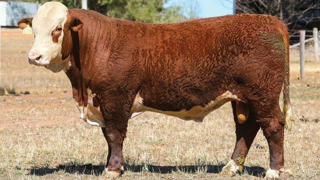 The 24-month-old scur bull Jarrah Odyssey M125 topped the Jarrah Genetics sale at $12,000.