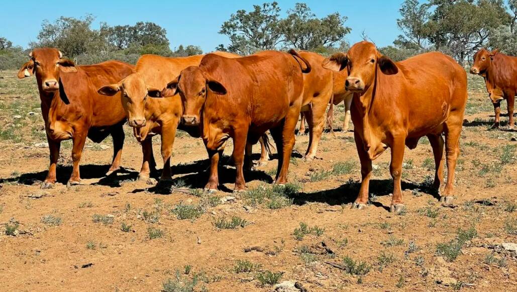 Ray White Rural: Leebrook will be auctioned in Longreach on October 15. 