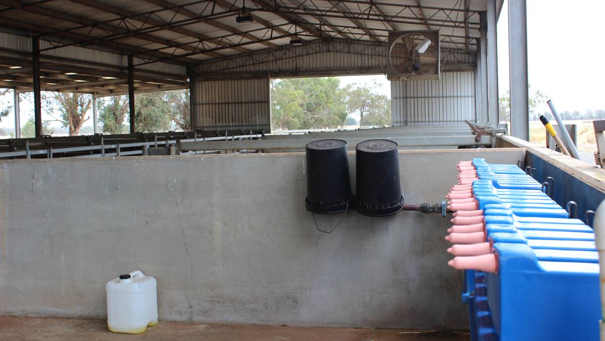 Elgin Dairies calf shed with a row of washed calf feeders drying off.
