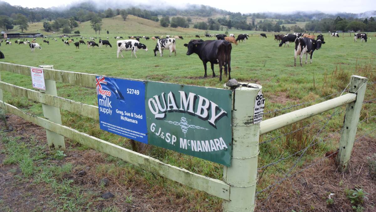 Friesian cross and Jersey cows feeding primarily on pasture produce two million litres of milk a year at Quamby.