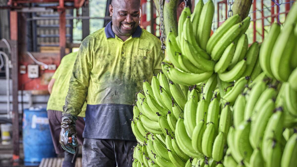Australia's largest banana producer hits the market