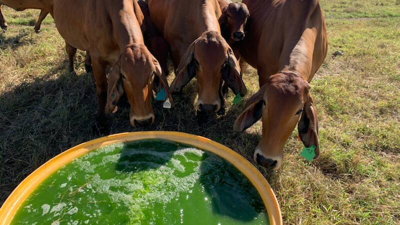 AlgaeFeed costs about 14c/litre, depending on volumes, with an an adult equivalent (AE) requiring about 2 litres/day.