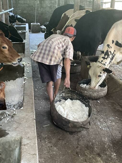 Soybean-derived tofu waste is a popular feed for Indonesian cattle. Picture - Mark Phelps