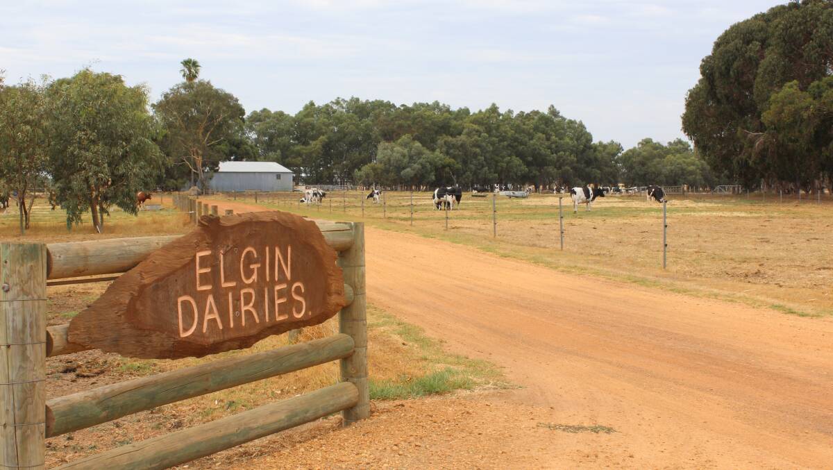 Some of Elgin Dairies' cows who are close to calving in a paddock near the dairy.