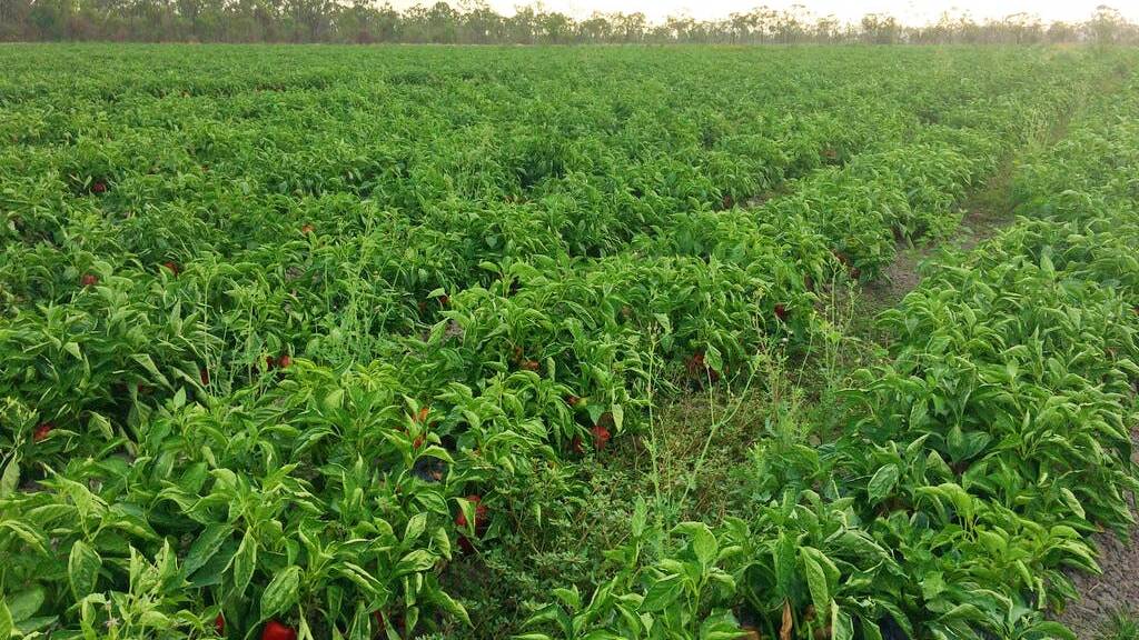 The farm has historically produced capsicums but is well suited to growing other crops. 