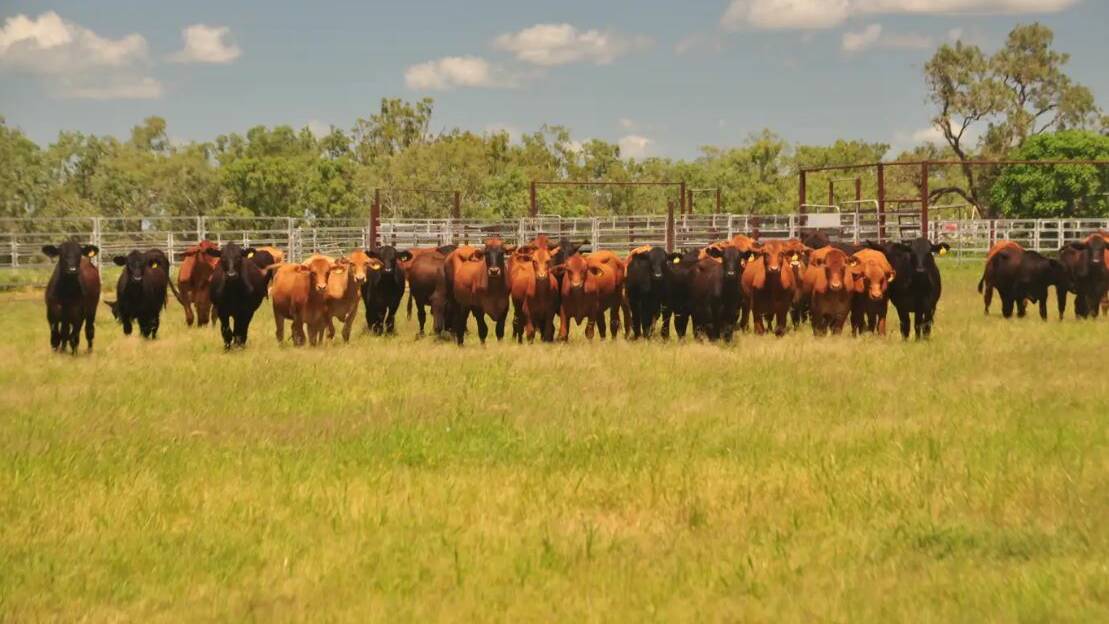 The buyer will have the opportunity to buy a quality herd of Droughtmaster/Brangus-cross cattle.