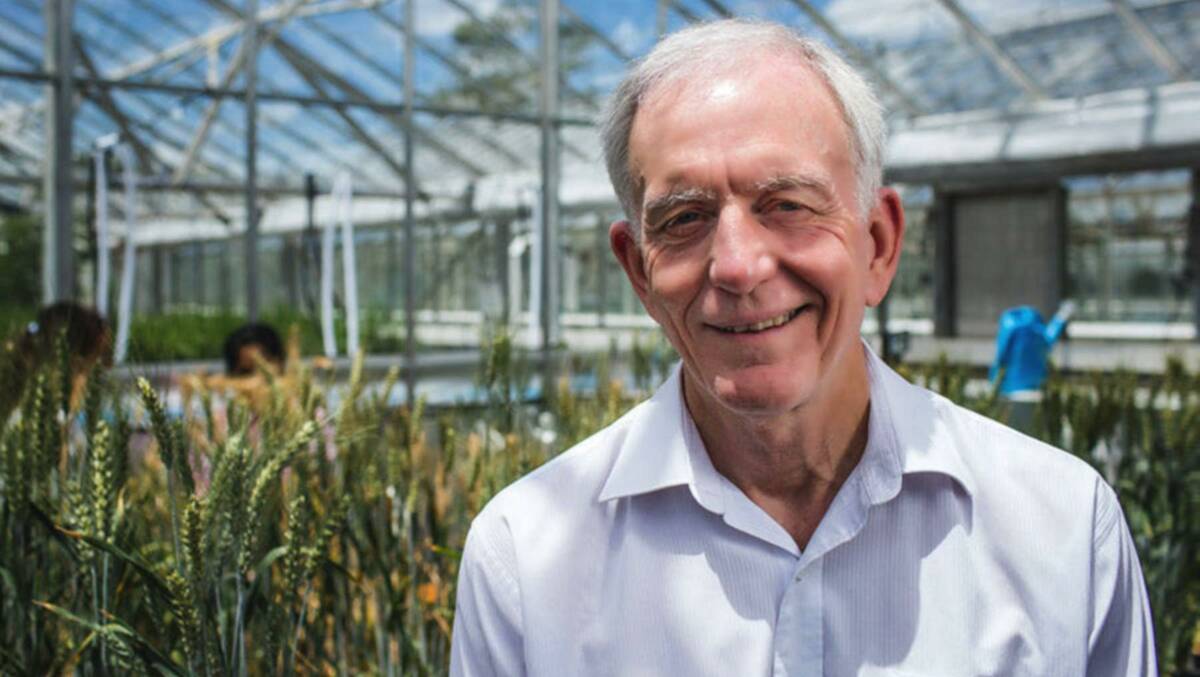 UQ Queensland Alliance for Agriculture and Food Innovation director Professor Robert Henry. 