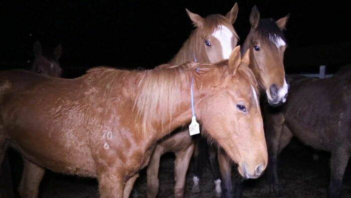 An investigation has been launched into the cruel treatment of horses at an abattoir north of Brisbane. Image: ABC TV