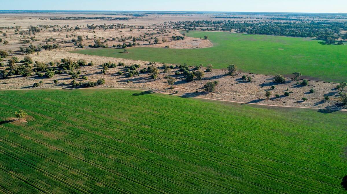 RAY WHITE RURAL: David and Vicki Lampe’s highly productive Coonamble, NSW, property Nebea Station will be auctioned in Brisbane on September 29.
