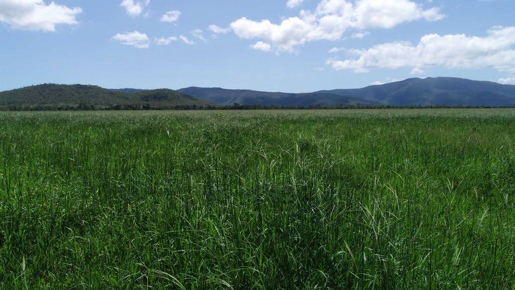 Improved pastures include pangola, Rhodes grass, seca stylo and wynn cassia.