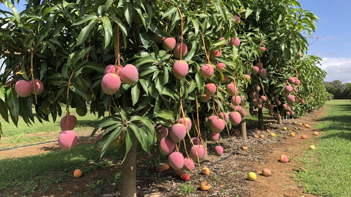High density mango plantings are producing a staggering 3.5 times more than existing low-density plantings.