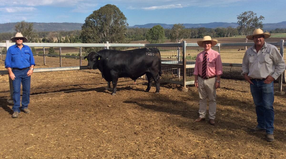 SALE TOPPER: Wayne Frank, Melrose Station, Killarney, with auctioneer Andrew Meara, Elders, and Nick Cameron, Nindooinbah, Beaudesert, and the $14,000 top priced Ultrablack bull.