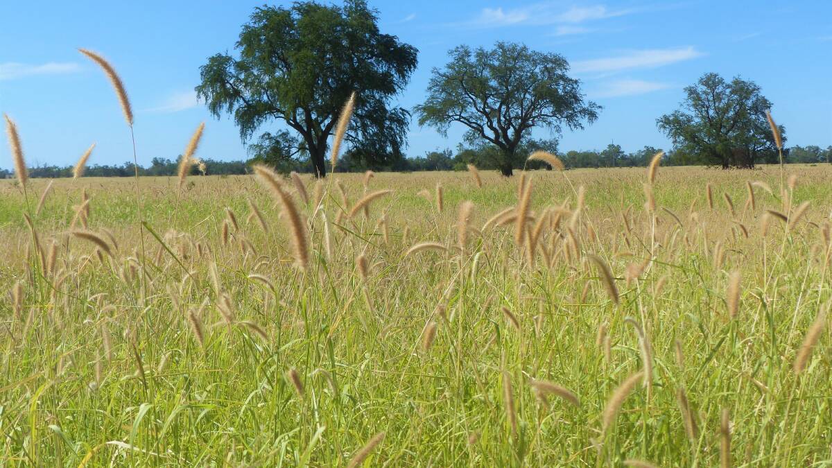 Spring Grove is heavily pastured with prolific buffel grass. 