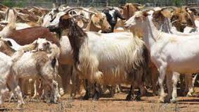 PROFIT MAKERS: Young rangeland goats can be as profitable as Merino and Dorper self-replacing flocks.