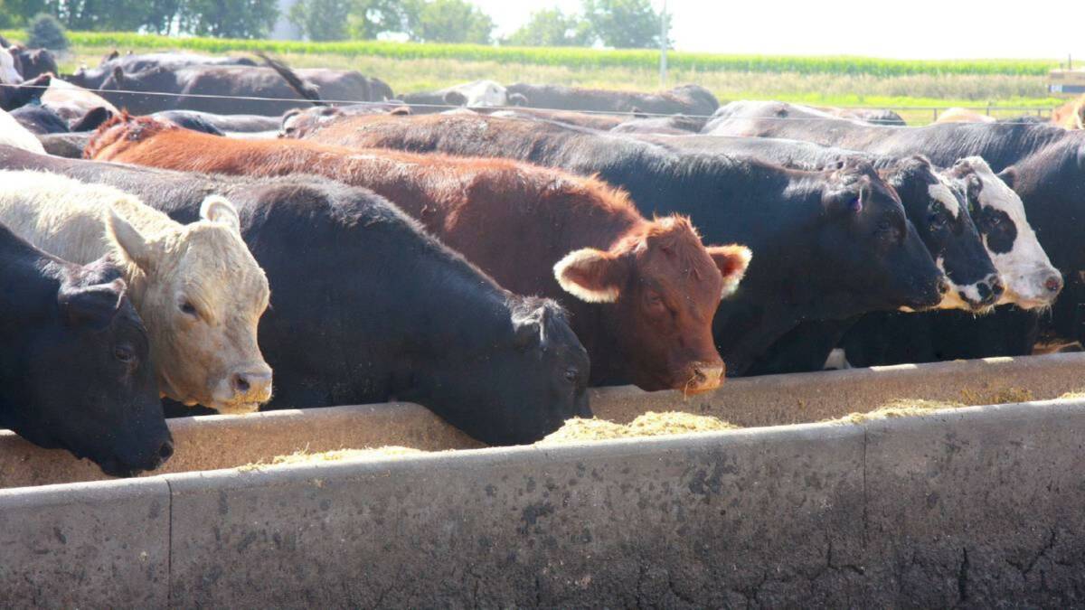 Cattle on feed numbers drop despite increases in Qld and NSW