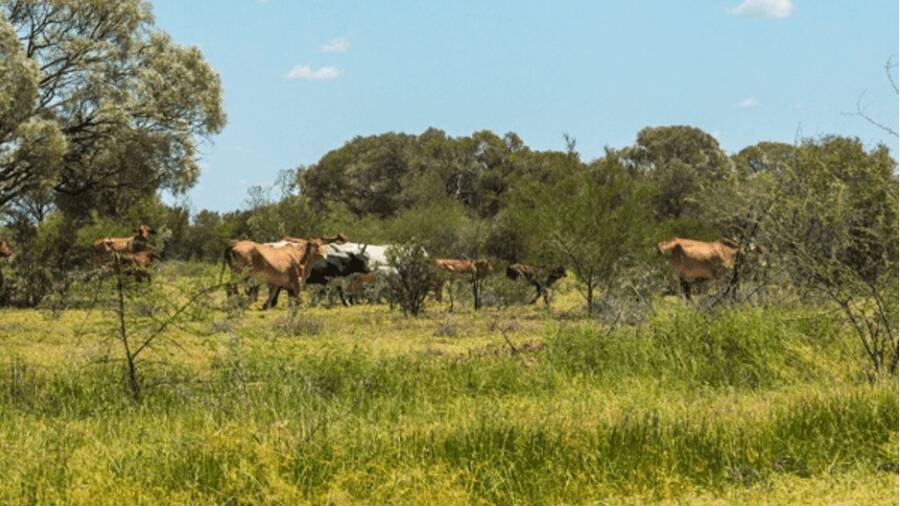 The Bowen Downs aggregation has an estimated carrying capacity of 8000 adult equivalents.