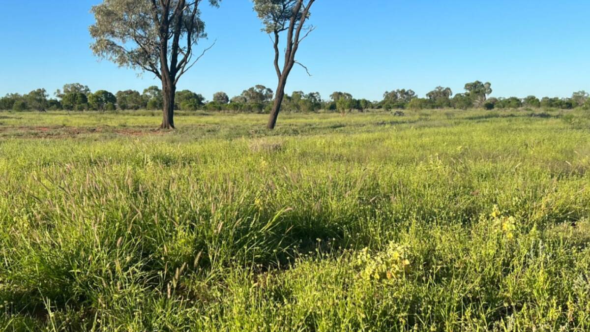 A large scale sheep and goat enterprise Talbalba Aggregation is on the market for $40 million or $200/acre. Picture supplied