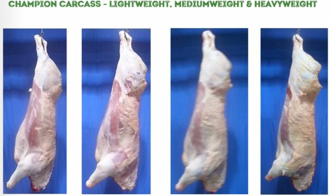 LEFT TO RIGHT: Champion lightweight carcase, reserve champion lightweight carcase, champion mediumweight carcase, and reserve champion mediumweight carcase.