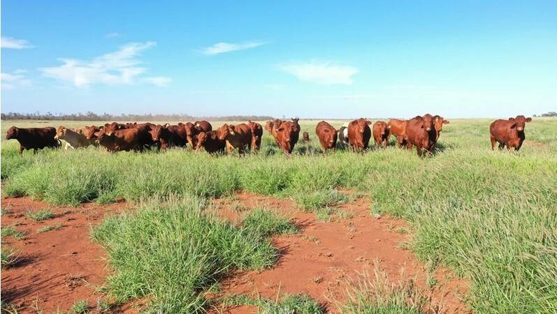 The majority of the country is made up of red belah soils with areas of brigalow, sandalwood wilga and box. 