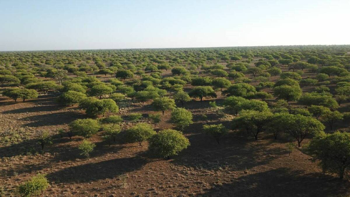 NEW REPORT: The cost of controlling plant prickly acacia has jumped from $55 million in 1996 to a massive $240m today.