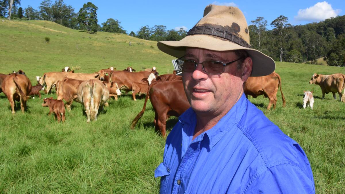 MOTHER'S MILK: Specialist Northern Rivers weaner producer Bruce Jorgensen is in the process of converting his breeding herd to full blood Simmentals.