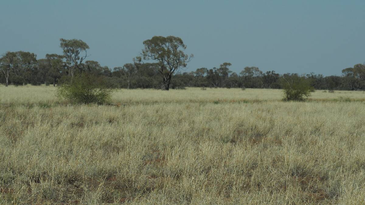 The property is heavily covered with Mitchell grass supported by soft herbages and Flinders grass in season.