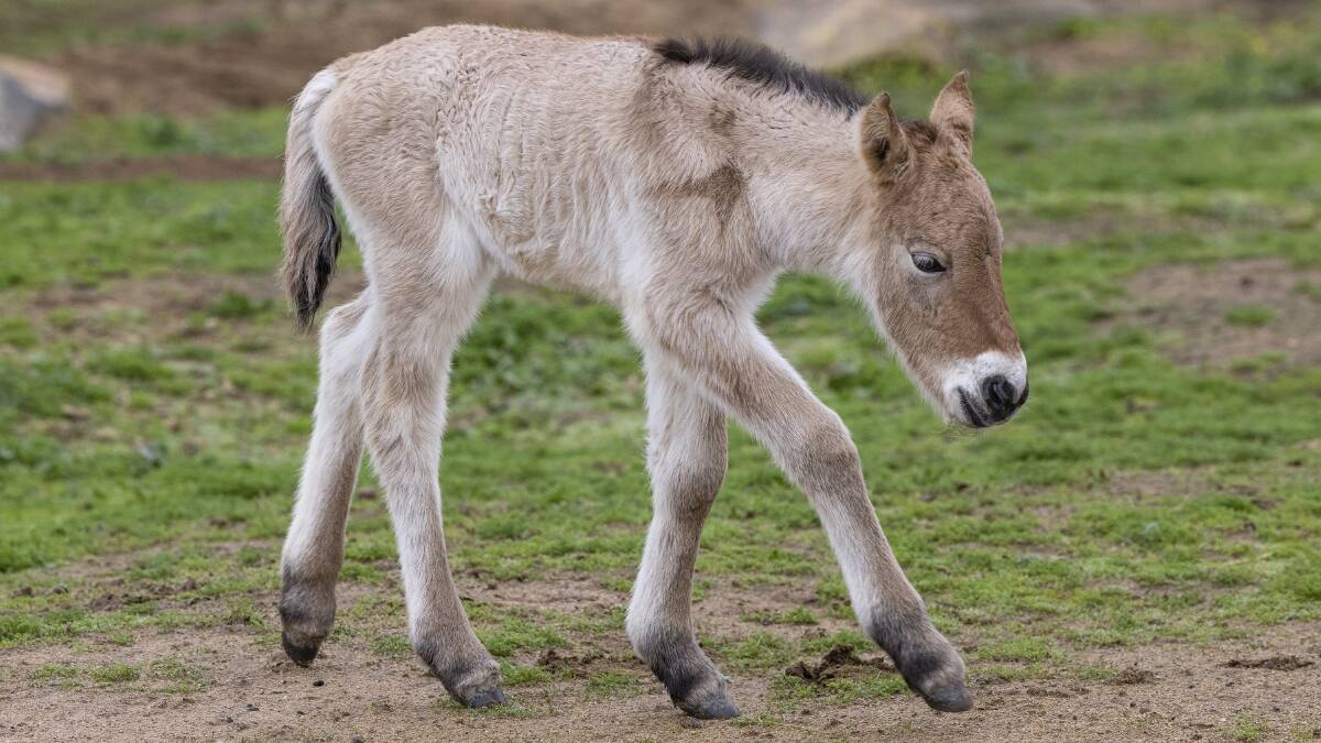 An ultra rare Przewalski's horse foal has been born, helping to stop the species from becoming extinct. Picture - Ken Bohn, San Diego Zoo Wildlife Alliance. 