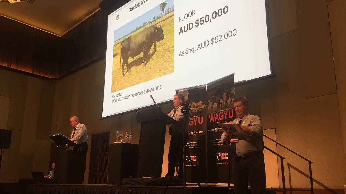 LUXURY BEEF: Wagyu genetics topped $65,000 at the Elite sale, held during the WagyuEdge Conference on the Gold Coast. 