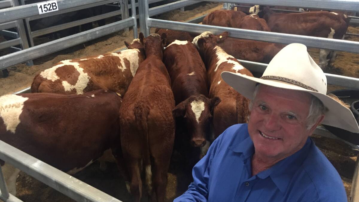 GENETIC GAIN: Northern Rivers weaner producer Ron Dean introduced Simmental genetics to improve the quality of his heifers.