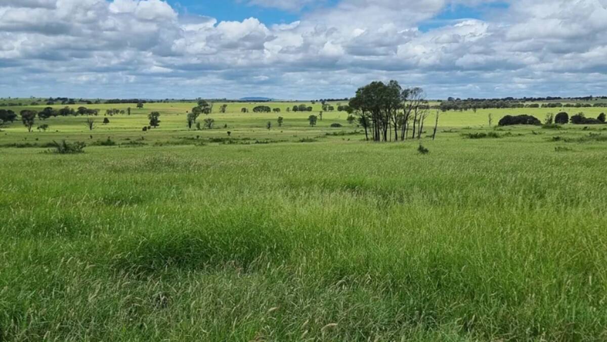 Pamaroo was largely farmed during development leaving a legacy of open, clean paddocks ideally suited to producing bullocks. Picture supplied