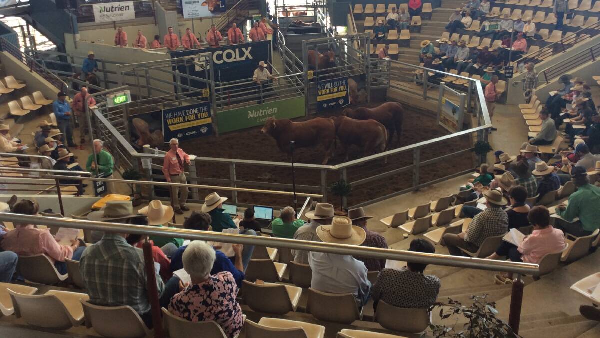 BETTER THAN AVERAGE: While the sale of 423 bulls from 81 studs averaged impressive $11,020, four studs averaged better than $20,000. 
