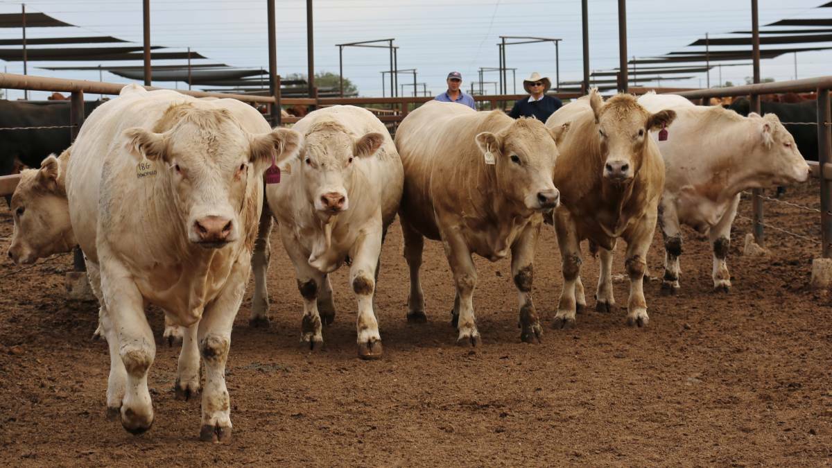 The Ekka's popular Paddock to Palate beef competitions are continuing despite the cancellation of the 2020 Royal Queensland Show.