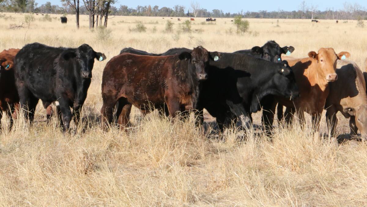 OCTOBER 5: Adrian Tiller's 4976 hectare Maranoa property Siwa will be auctioned by Ray White Rural. 