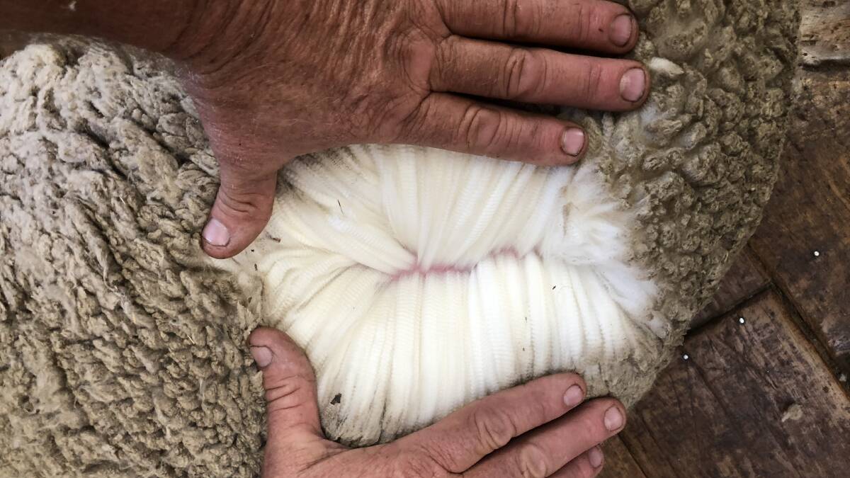 END OF SEASON: Christmas came early to the wool industry with the Eastern Market Indicator gaining 55c.