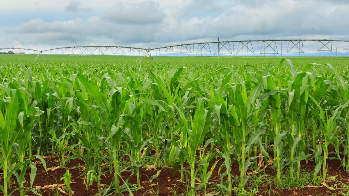 USDA shocks the market | Grain Brokers Australia