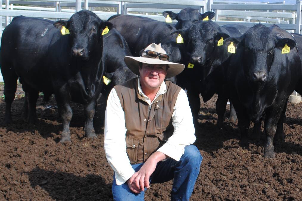 ULTRABLACKS/BRANGUS: Nindooinbah manager Nick Cameron with bulls sold at at the 10th annual on-property sale.