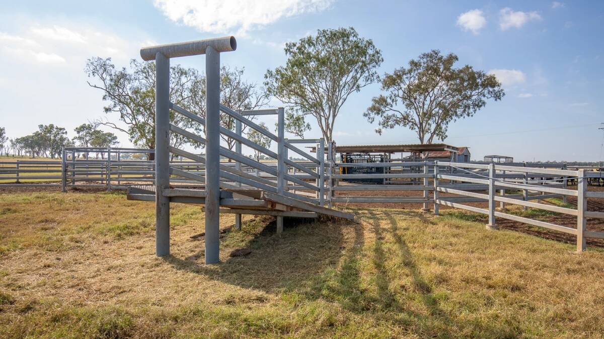 The steel cattle yard complex included a covered CIA Immobilizer crush, loading ramps, a curved race, and 28 sale pens. Picture supplied