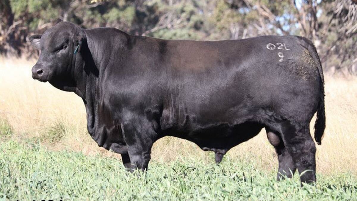 Palgrove will allow NSW cattle producers to inspect its sale bulls before the Queensland border is closed under tough COVID-19 restrictions. 