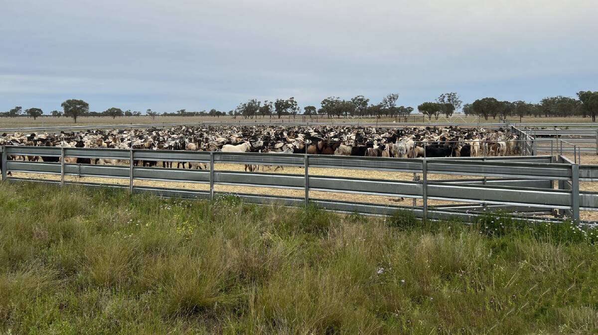 The buyer will have the option to purchase the herd of about 50,000 goats. Picture supplied