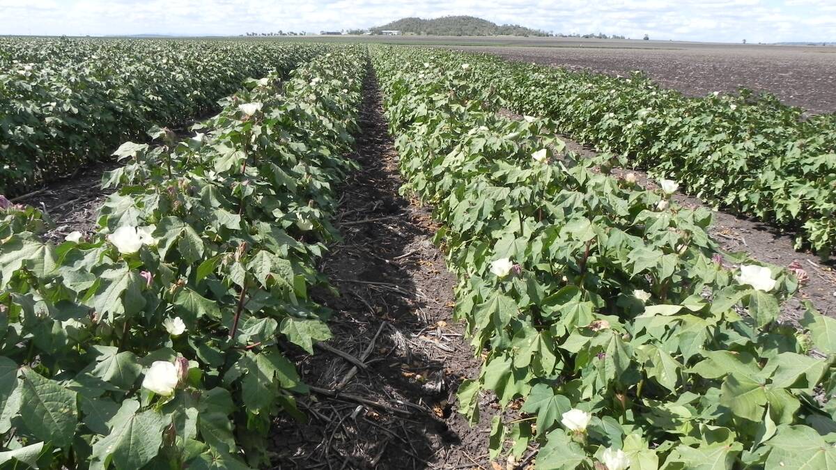Kurrajong Irrigation is particularly well suited to growing cotton, silage, lucerne and grain crops.
