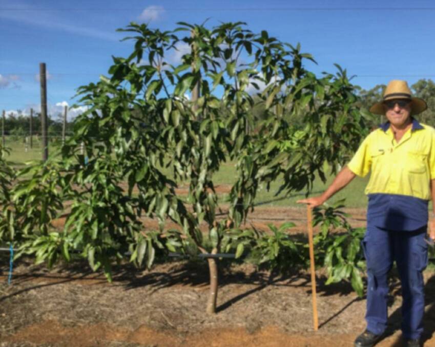 TRELLISED MANGOES: Chris Walsh at Walkamin Research Station with a two-year-old Keitt tree trained in a fan shape. Photo - DAF