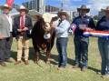 Grand champion Simmental bull with Bandeeka Ratbag with judge Martin Lill, Andrew Meara, Elders, exhibitors Martin Rowlands and Stephen Lean and sponsor Bec Skeen, Meldon Park Simmentals, Cecil Plains. 