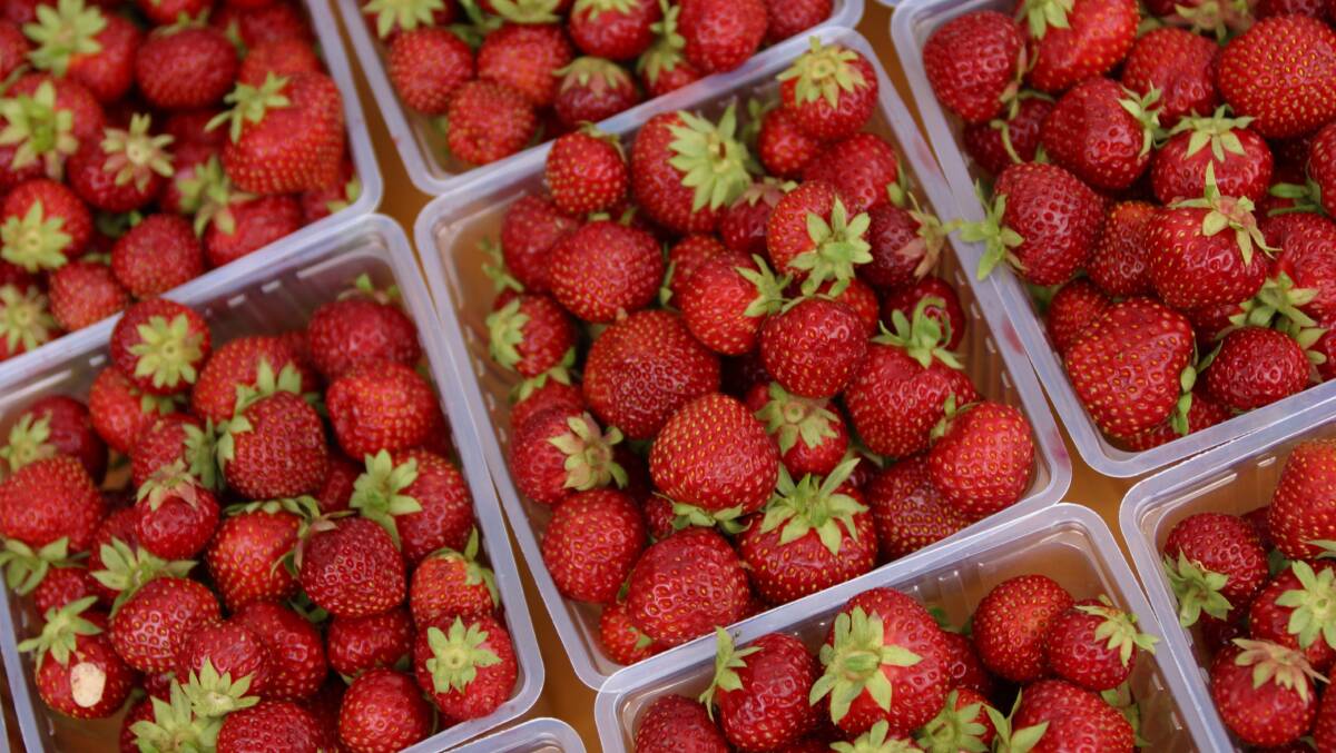 FOOD TAMPERING: A $100,000 reward is being offered for information on Queensland's strawberry contamination incident.