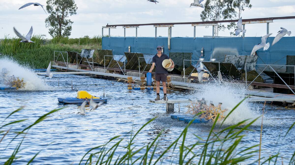CONDAMINE: Condabilla Fish will be auctioned by Ray White Rural in Brisbane on April 5. 