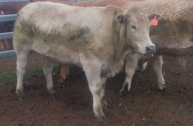 Bernie Duncombe's champion single carcase was produced from this Charbray steer. 