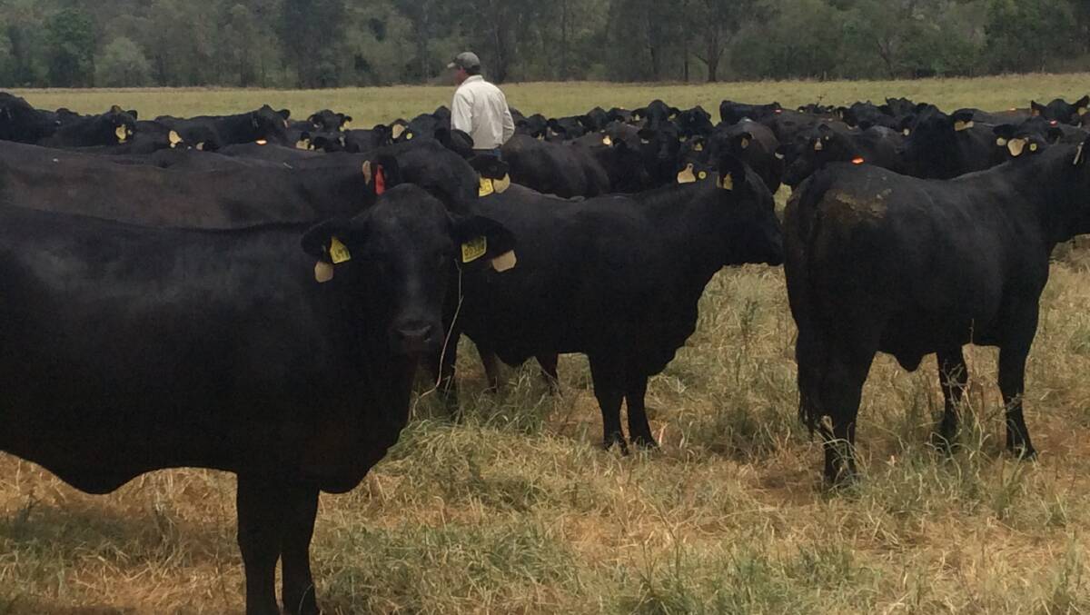 Nindooinbah runs about 2500 seed stock cattle.
