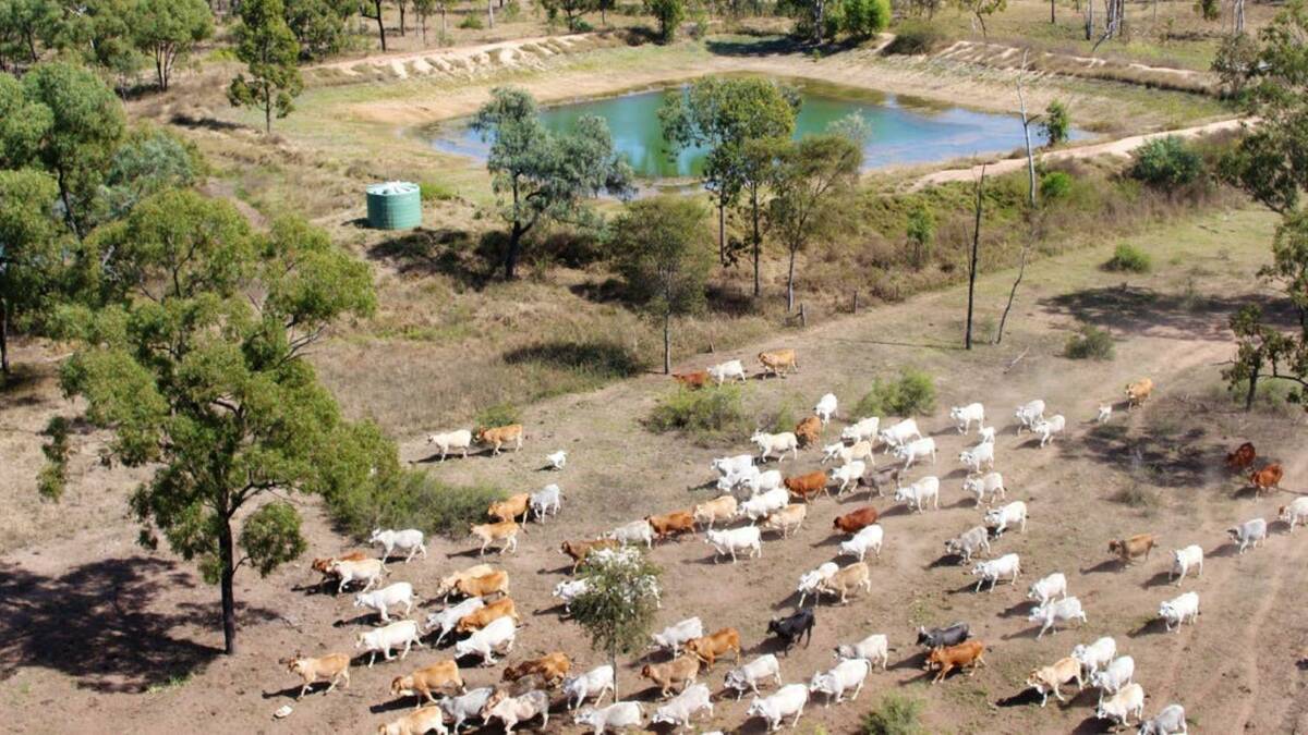 ELDERS: Charter Towers property Myrrlumbing is being offered as a going concern with 1335 high grade Brahman cattle and station plant.