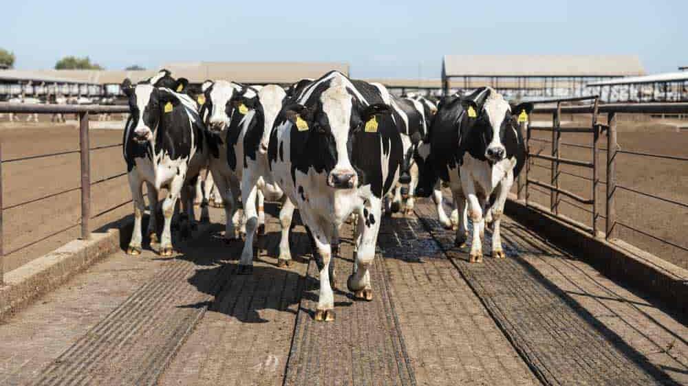 Fiscalini Farms outside Modesto, California, milks 1500 cows three times a day. 