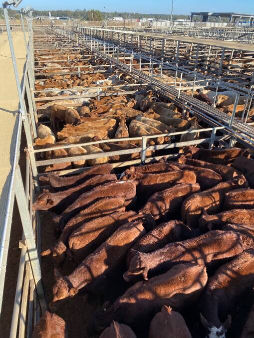 Kindee Pastoral Company offered 1400 weaners sold at Roma as well as on AuctionsPlus.