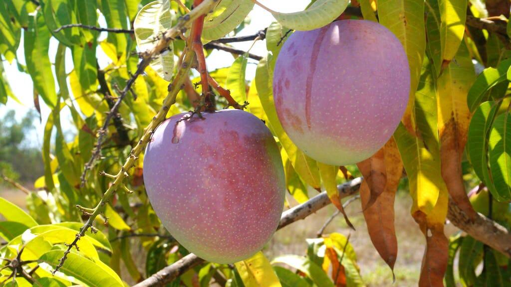 Pacific Red Produce has 1800 four year old R2E2 mango trees.